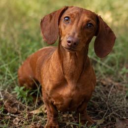 Annie - Dachshund