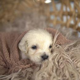 Mr Orange - Light golden male Golden Retriever puppy in Morrill, Kansas from Grimm Girls Farm