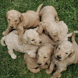 Goldendoodles and Sheepadoodles from Golden Breeds