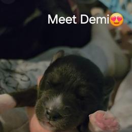 Demi - Agouti and white female Siberian Husky puppy in Meridian, Mississippi from JJ's Huskies
