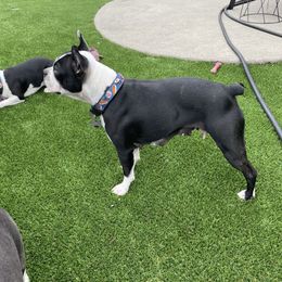Stormy - Boston Terrier
