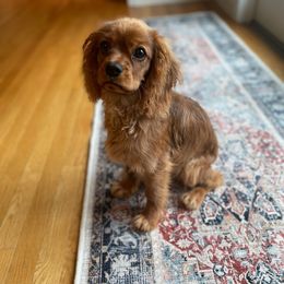 Cavalier King Charles Spaniel Puppies from StoryBook Cavaliers