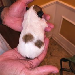 Girl 2 - Gold and white female Shih Tzu puppy in Memphis, Tennessee from Lady Class Kennel
