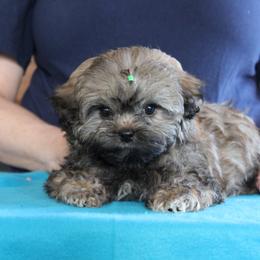 Russian Tsvetnaya Bolonka and Shih Tzu Puppies from Pink Lotus Kennels