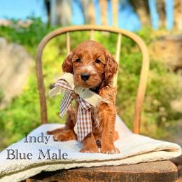 Indiana - Red  male Goldendoodle puppy in Springville, Utah from JW Doodles