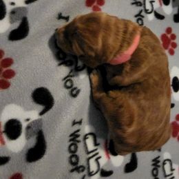 Goldendoodle Puppies from Royale's Goldendoodles