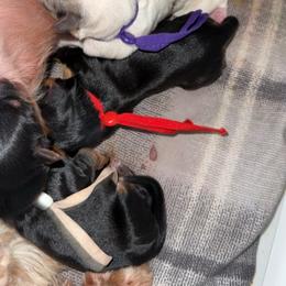 Yorkshire Terrier puppies from Yorkies By Si