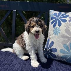 River - Tri-color male Labradoodle puppy in Murray, Utah from Swann's Kennels