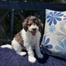 River - Tri-color male Labradoodle puppy in Murray, Utah from Swann's Kennels