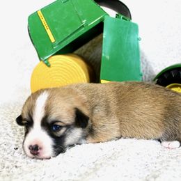 Allis Chalmers (Allis) - Red female Pembroke Welsh Corgi puppy in Greentop, Missouri from Sevits Corgis & Golden Retrievers
