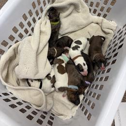 Pink Collar - White and liver female Greyhound puppy in Mesa, Arizona from ARK Greyhound Kennel LLC