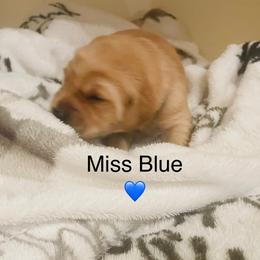 Female 2 from Rory Cooper - Golden female Golden Retriever puppy in Carmichael, California from Sadie Lane Family Goldens