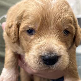 George - Apricot male Pyredoodle puppy in Prescott, Washington from Washington Pyredoodles