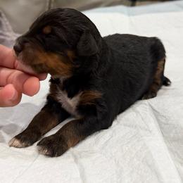 Boy 6 - Tri-color male Bernedoodle puppy in Spring Hill, Florida from Ohana Doodles