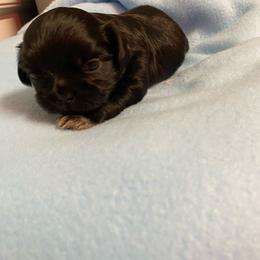 Boy 2 - Black male Shih Tzu puppy in Zeigler, Illinois from Dandy Little  Shih Tzu, Shih Poo's and Toy Poodles