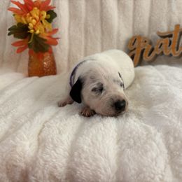 Elizabeth Swan - White and black female Dalmatian puppy in Chehalis, Washington from Dalmatian Vacation