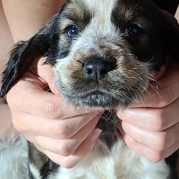 English Springer Spaniel Puppies from Savannah River Springers