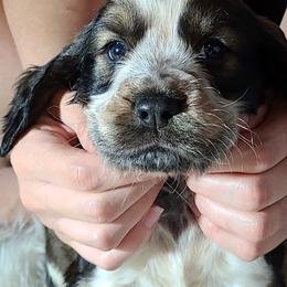 English Springer Spaniel Puppies from Savannah River Springers