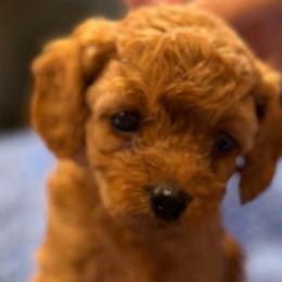 Navy Boy - Red male Cavapoo puppy in Lavon, Texas from Magnolia Prairie Doodles