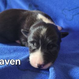 Raven - Black and white female Border Collie puppy in Dundy County, Nebraska from Stag Valley Homestead