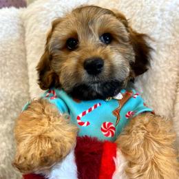 Tiger - Black & tan tri-color male Maltipoo puppy in Sugar Land, Texas from Celebrity Maltipoos