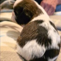 Fig - Gold and white male Shih Tzu puppy in North Carolina from WillowCreek Mountain View Shih Tzu