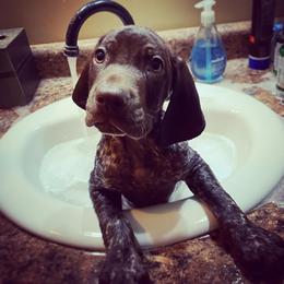 German Shorthaired Pointer Puppies from Hardwood Kennels
