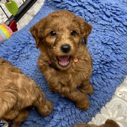 Goldendoodle Puppies from Coal Country Doodles