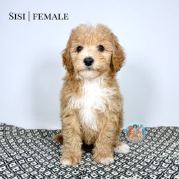 Sisi - Apricot female Aussiedoodle puppy in Southwest Ranches, Florida from Dandy Doodle Ranch