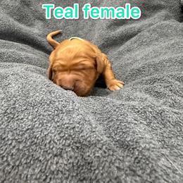 Teal - Golden female Golden Retriever puppy in Salt Lake City, Utah from Soaring golden retrievers