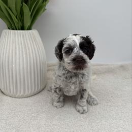 Truly - Chocolate female Australian Labradoodle puppy in Denton, Texas from Liberty Hill Labradoodles