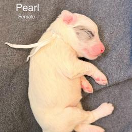 Pearl - Blue merle and white female Sheepadoodle puppy in Vernonia, Oregon from Life Unleashed Farm