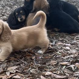 Dachshund Puppies from Shotzie Doxie Co.