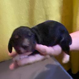 Boots - Black and cream male Dachshund puppy in Elizabethtown, Kentucky from Teeny Tiny Puppy Tails
