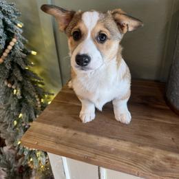 Beautiful boy thick white blaze - Red male Pembroke Welsh Corgi puppy in Missouri from Cooler Farms Corgis