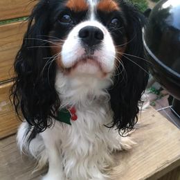 Cavalier King Charles Spaniels from Lakeview Cavaliers