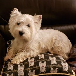 Millie - West Highland White Terrier
