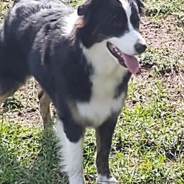 Australian Shepherds from Gulf Coast Aussies