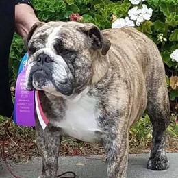 Bulldogs from Loretta's Bulldogs