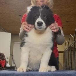 Freckles - Black male Border Collie puppy in Farmersville, Texas from Omegamtn Border Collies