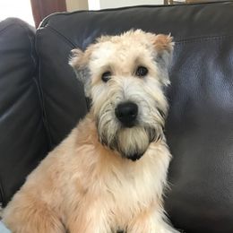 Soft Coated Wheaten Terriers from Wicklow Wheatens
