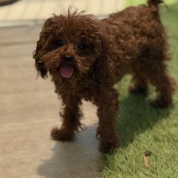 Poodle puppies from Exotic City Pomeranians and chihuahuas