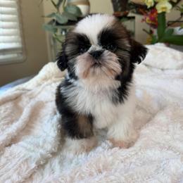 Broccoli - Tricolor male Shih Tzu puppy in Fresno, California from Jas’ ClassnSass