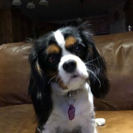 Jazzy - Cavalier King Charles Spaniel