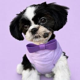 Ferrari - Black and white male Shih Tzu puppy in San Tan Valley, Arizona from My Puppy Tzu