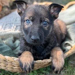 Aisling - Sable female German Shepherd puppy in Dover, Delaware from Fornax