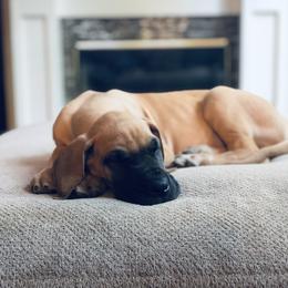 Great Dane Puppies from Starlight Danes