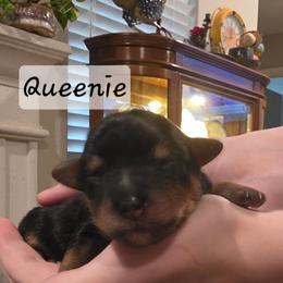 Queenie - Black and tan female Yorkshire Terrier puppy in San Angelo, Texas from Eleventyseven Yorkies