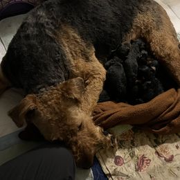 Insley - Airedale Terrier