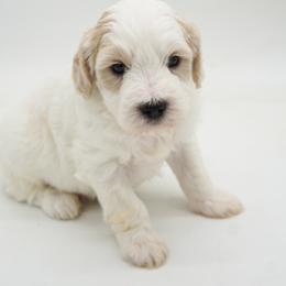 Mr. White - Parti male Goldendoodle puppy in Easley, South Carolina from River Falls Goldendoodles